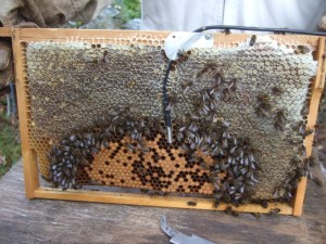 brood_frame_sensor_15-10-12